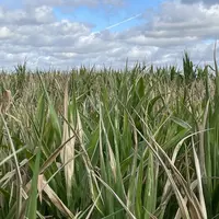 maïs souffrant de la sécheresse et de la canicule en Vendée en juillet 2026
