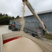 Epandage d'engrais azoté en granule sur une parcelle de blé.