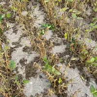 Plants de soja déséchés, sud-ouest de la France, août 2026.