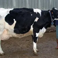 Lauréate, fille d’Evreux-Clé
née en novembre 1995, affiche
une production cumulée de
116361 kg en neuf lactations.