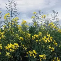 Le mélange féverole-colza testé en Espagne a obtenu un rendement supérieur au ray-grass italien ; un préfanage 
est nécessaire avant ensilage.