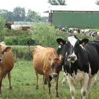 Les grands troupeaux obtiennent des marges brutes équivalentes à celles des autres élevages mais parviennent à tirer un meilleur revenu grâce aux écon