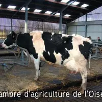 VACHE EN LOGETTE TAPIS ET FOSSE SOUS CAILLEBOTIS.
On peut utiliser jusqu’à 500 grammes de paille
hachée avec ce type de bâtiment.