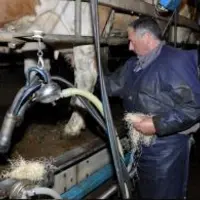 Rémy Lavaur, éleveur dans l’Aveyron, a remplacé la douchette, la mousse désinfectante et l’essuyage papier par un nettoyage à la laine de bois.