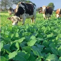 7LE COLZA FOURRAGER
s’implante en été
après une céréale.
Il s’utilise en
fourrage d’appoint,
sans dépasser
4 à 5 kg de matière
sèche par vache.