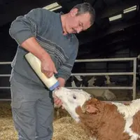 LA PRIORITÉ, À LA NAISSANCE, EST QUE LE VEAU BOIVE LE PLUS DE COLOSTRUM
POSSIBLE pour être protégé contre les diarrhées, car il n’est pas
toujours p