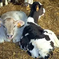 Dans l’AOC cantal, les producteurs ne pourront plus acheter
d’animaux hors de la zone d’appellation à partir du 1er janvier
2010, sauf pour les race