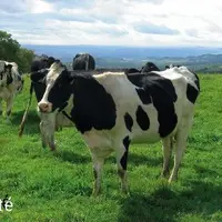 L’HERBE D’AUTOMNE EST D’AUSSI BONNE
QUALITÉ QUE L’HERBE DE PRINTEMPS
si la conduite du pâturage d’été a
permis de bien raser les parcelles.