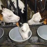 D'après l'enquête, deux-tiers des élevages distribuent le lait au seau.