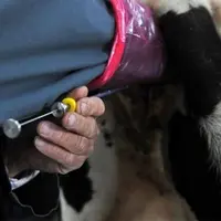 Les inséminations avec des taureaux sans filles contrôlées sont devenues majoritaires.