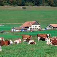 Le projet de la fédération des producteurs suisses de regrouper les producteurs en quatre organisations de producteurs est tombé à l'eau. Finalement,