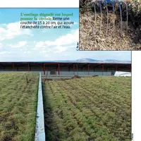 L’ensilage dégradé sur lequel
pousse la céréale forme une
couche de 15 à 20 cm, qui assure
l’étanchéité contre l’air et l’eau.