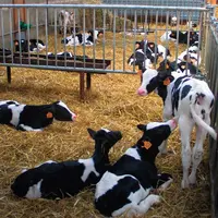 Il n'existe pas de nurserie parfaite. Le choix dépend de vos priorités et des caractéristiques de votre élevage.