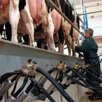 APPUYER SUR LES CONCENTRÉS pour produire la rallonge
se révèle payant, s’il reste du potentiel laitier non exprimé
et si la ration n’est pas trop él