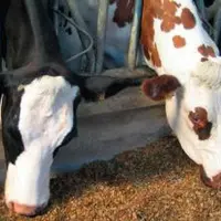 LA RATION DES VACHES TARIES doit être suffisamment énergétique pour avoir des papilles
ruminales bien développées, mais pas trop pour éviter le suren