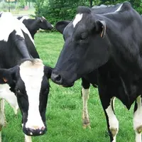 LA BAISSE DE PRODUCTION DU LOT «LACTATIONS
DIX-HUIT MOIS» a concerné surtout les multipares.