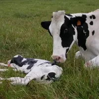 Les animaux sont reconnus dans le code civil comme des « êtres vivants doués de sensibilité ».