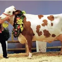 Vedette, championne adulte, Gaec Boillin-Bole, dans le Jura