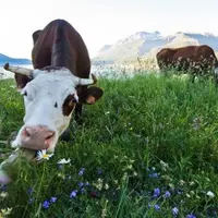 Avec ses treize millions d’hectares de prairies, haies, mares…, l'élevage est un contributeur essentiel à la biodiversité.