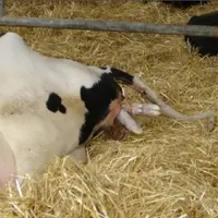 « Les acides gras polyinsaturés oméga 3 pourraient réduire la mortalité embryonnaire précoce.