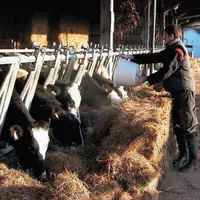 La distribution du concentré
sur du foin non démêlé ne pose
aucun problème.