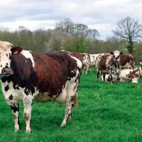 Le troupeau a un ISU de 122 points, un Inel de + 18,5,
et des index lait à + 433, TP à + 0,3, TB à - 0,2, MOà + 0,2
et 53 vaches pointées 81,7.