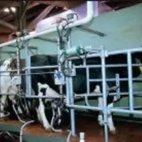 En faisant vêler tous les 18 mois, les éleveurs pourraient éviter certains problèmes de reproduction, tout en maintenant la production laitière.