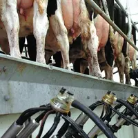 Dans l’immédiat,
le facteur limitant pour
produire, c’est le quota et
les allocations provisoires.
Mais très vite, le prix du lait
sera détermina