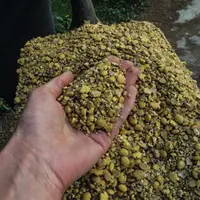 DES GRAINES DE SOJA TORRÉFIÉES, APLATIES ET BROYÉES
peuvent être distribuées aux vaches et aux génisses.