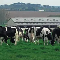 AJUSTER LE TEMPS PASSÉ À L’EXTÉRIEUR À LA PART D’HERBE
DANS LA RATION, pratiquer le vêlage précoce… sont
de leviers pour tenir le seuil des 170 kg N