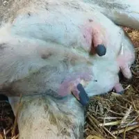 UN QUARTIER MARBRÉ et du lait qui pue.