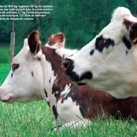 Une vache de 600 kg ingérant 18 kg de matière
organique par jour produit dans le rumen environ
3,5 kg d’acide acétique, 1,7 kg d’acide propionique,