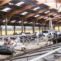 20 % des vaches laitières sont dans des élevages de plus de 100 vaches.