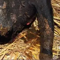UNE DIARRHÉE AIGRELETTE, la vache par terre
et une situation bien compromise.