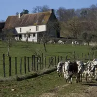 Vaches laitières de race normande dans une exploitation en production biologique dans l'Orne.