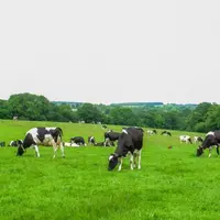 Pâturer ras et sortir de la parcelle à moins de cinq centimètres permet une bonne valorisation de l’herbe produite et offre la garantie de repousses d