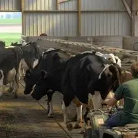 Les exploitations d’élevage où des soins journaliers aux animaux sont nécessaires bénéficient d’une dérogation de plein droit pour le travail du diman