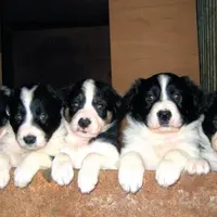 Parmi les chiots de la portée, choisissez celui qui vous plaît en évitant les tempéraments
extrêmes.