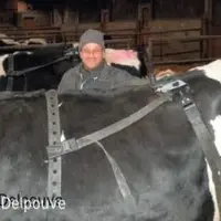 LES VACHES SONT
SANGLÉES au moins
4 heures avant le
vêlage. Un moniteur
de contrôle peut
recevoir l’information
de huit ceintures
simultanément