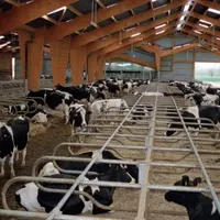 LA CONDUITE EN LOTS
facilite le repérage
des chaleurs ; le groupe
de vaches à surveiller
est moins important.
