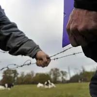 Le collectif d'éleveurs laitiers victimes a l'intention de se pourvoir en cassation et de porter le dossier devant de la Cour européenne des droits de