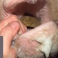 SA BOUCHE
EST DIFFICILE
À OUVRIR et
du fourrage
s’y trouve
emmagasiné.