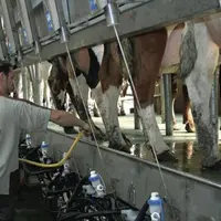 La hausse de la collecte mondiale 
est encore timide. L’effet prix du lait 
et baisse du prix des aliments suffiront-ils 
à refaire décoller la pro