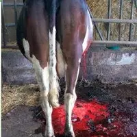 LA VACHE TIENT VAILLAMMENT
debout grâce à la morphine.