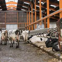 LES DEUX FOSSES SOUS CAILLEBOTIS
permettent de stocker 2 400 m3 de lisier
avec une profondeur utile de 2 m.
Les eaux blanches sont stockées à part