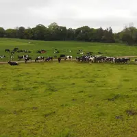 Sur les cinq dernières années, le cheptel vaches laitières s'est étoffé de 10 % en Irlande (photo), de 3% de têtes de plus en Allemagne et 3% égalemen