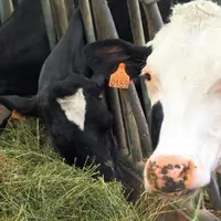 L’herbe et les protéines végétales
sont bel et bien encouragées par le bilan
de santé.