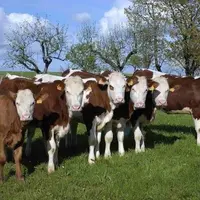 Génisses de race montbéliarde et veau croisé au pâturage.