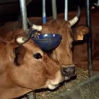 Le Conseil est favorable à la dérogation portant sur l'attache en hiver pour les troupeaux de 50 vaches maximum.