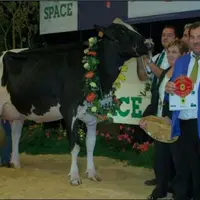 Betty, grande championne, SCEA des Landes – Ille-et-Vilaine. Cette fille de Goldwyn a remporté le prix de meilleure mamelle et de championnat jeune av